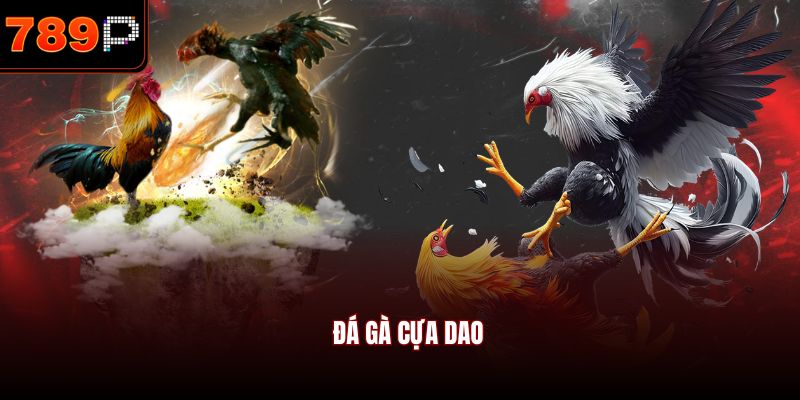 Đá gà cựa dao