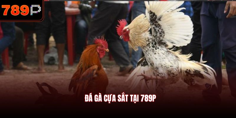 Đá gà cựa sắt