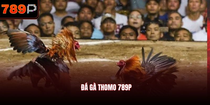 Đá gà Thomo