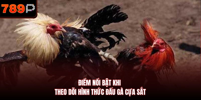 Điểm nổi bật khi theo dõi hình thức đấu gà cựa sắt