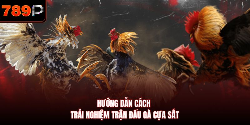 Hướng dẫn cách trải nghiệm trận đấu gà cựa sắt