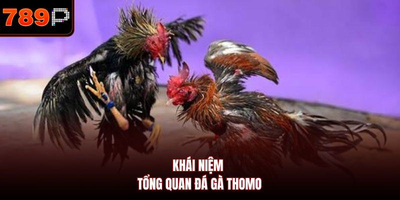 Khái niệm tổng quan đá gà Thomo