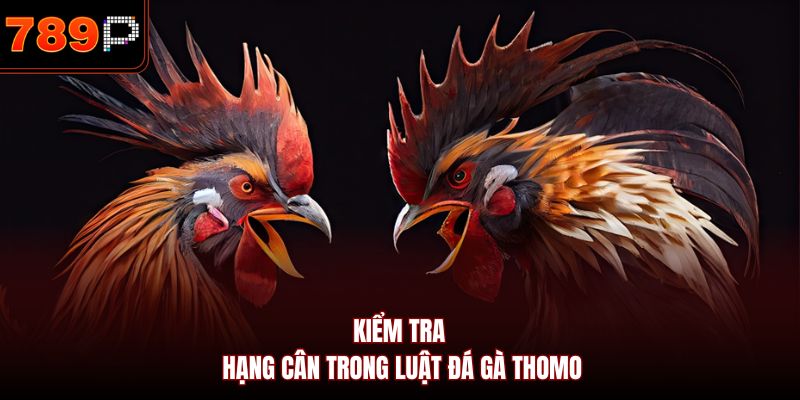 Kiểm tra hạng cân trong luật đá gà Thomo 