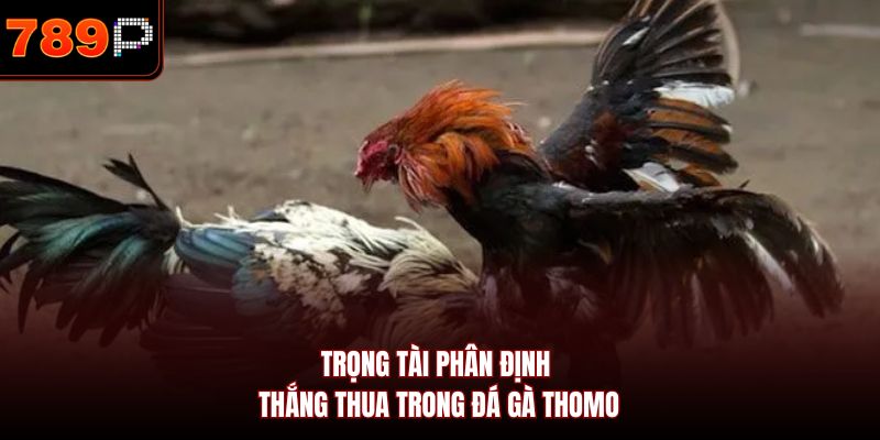 Trọng tài phân định thắng thua trong đá gà Thomo