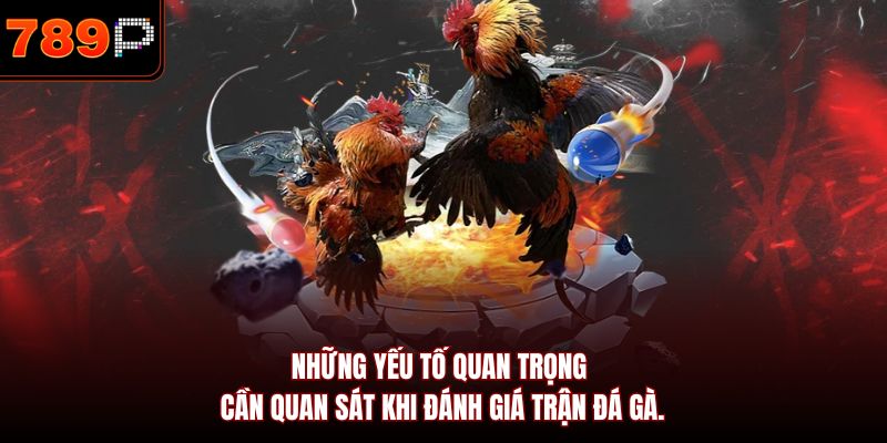 Những yếu tố quan trọng cần quan sát khi đánh giá trận đá gà